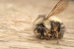 Bombus flavifrons