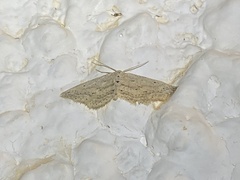 Idaea longaria