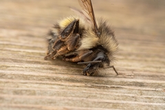 Bombus flavifrons