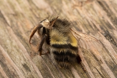 Bombus flavifrons