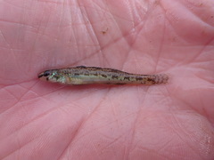 Etheostoma chlorosoma