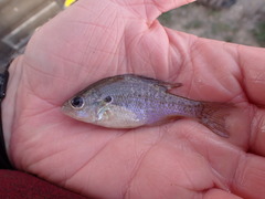 Lepomis humilis