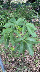 Aesculus californica