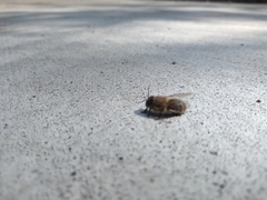 Apis mellifera