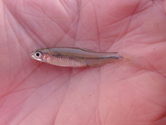 Notropis volucellus