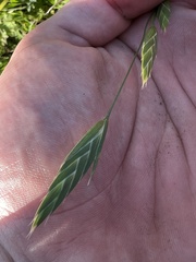Bromus catharticus