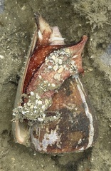 Conus purpurascens