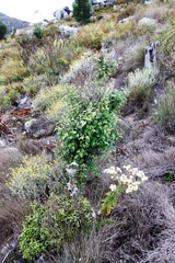 Halleria lucida