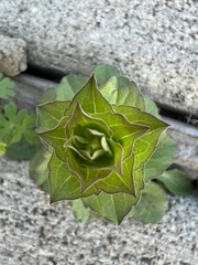 Triodanis