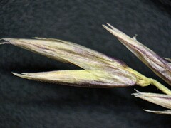 Festuca altaica