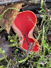 Sarcoscypha coccinea