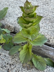 Triodanis