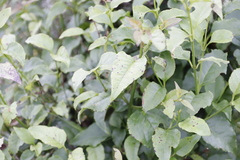 Halleria lucida