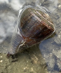 Conus purpurascens