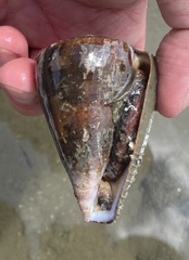 Conus purpurascens
