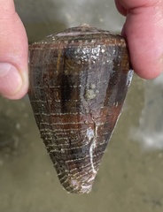 Conus purpurascens