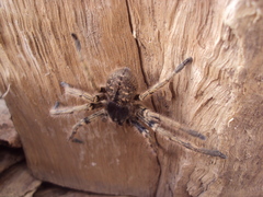 Polybetes pythagoricus