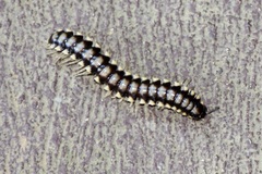 Nyssodesmus python