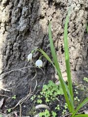 Leucojum vernum