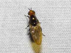 Lauxaniidae