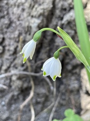 Leucojum vernum