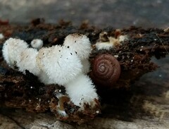 Lanatulae
