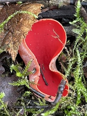 Sarcoscypha coccinea