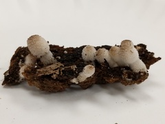 Lanatulae