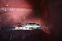 Centropomus viridis