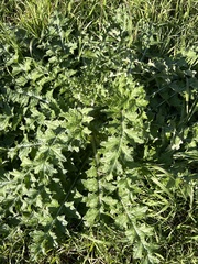 Cirsium texanum