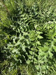 Cirsium texanum