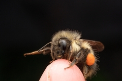 Bombus sitkensis