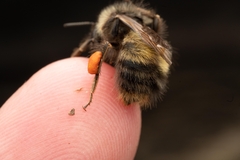 Bombus sitkensis