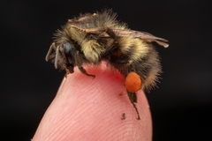 Bombus sitkensis