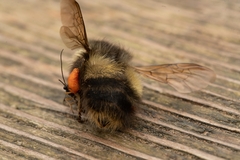 Bombus sitkensis