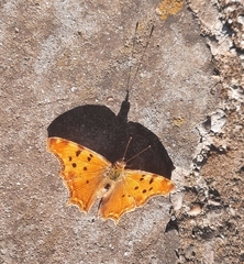 Polygonia egea