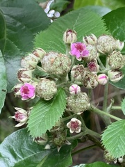 Rubus niveus
