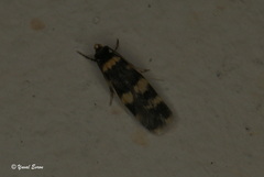 Oegoconia deauratella