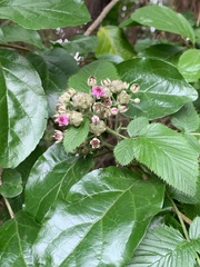 Rubus niveus