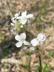 Cardamine bulbosa