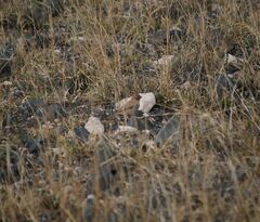 Bucanetes githagineus