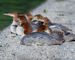 Mergus merganser americanus