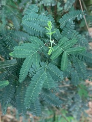 Vachellia macracantha
