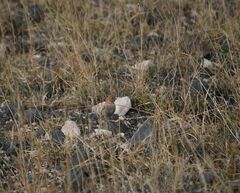 Bucanetes githagineus