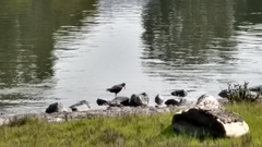 Haematopus bachmani