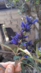 Salvia corrugata
