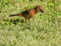 Cyanoloxia brissonii