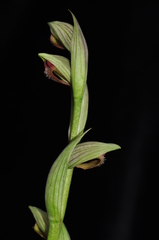 Serapias parviflora