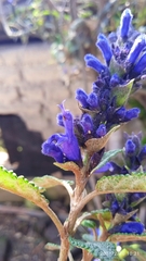 Salvia corrugata