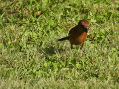 Cyanoloxia brissonii